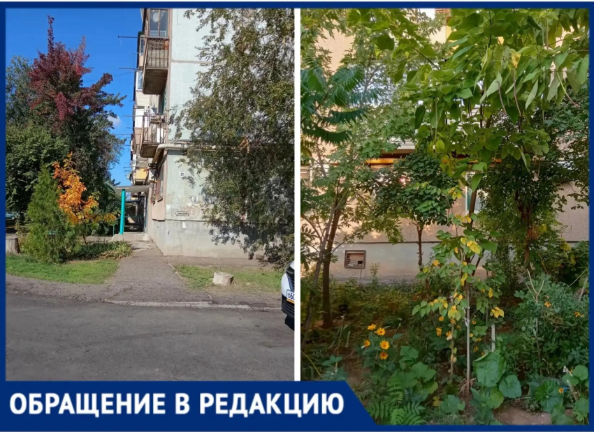 В Волжском жителей заставляют спилить насаждения и цветы у подъезда
