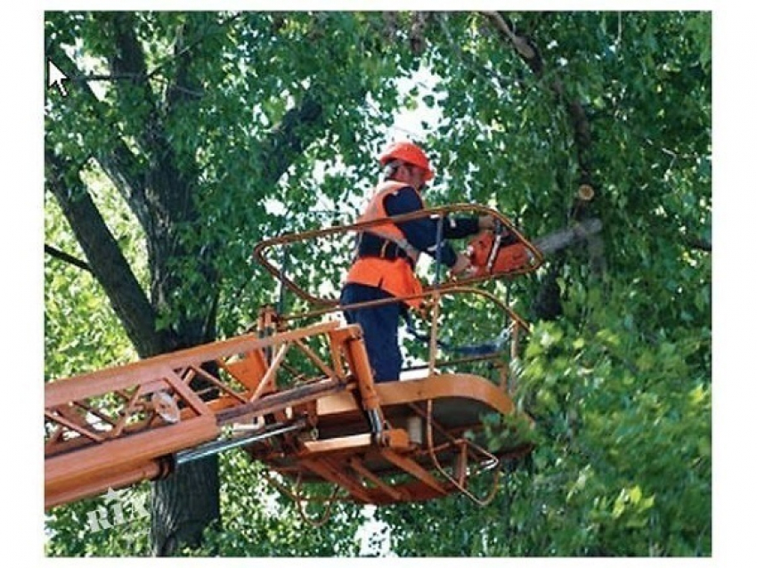 В Волжском управляющая компания выплатит 56 тысяч за вырубку 4 деревьев