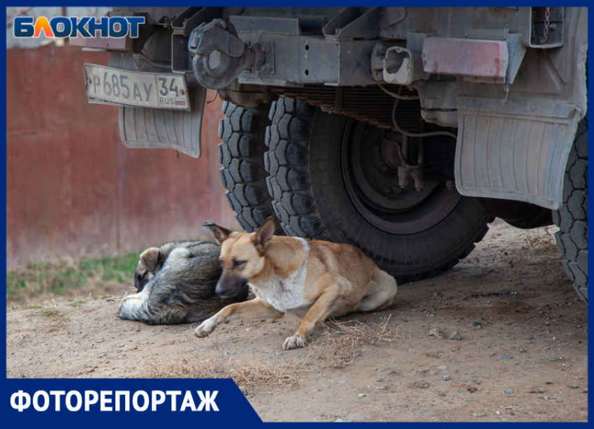 Страдают от голода и холода: в Волжском стаи собак попали на фото