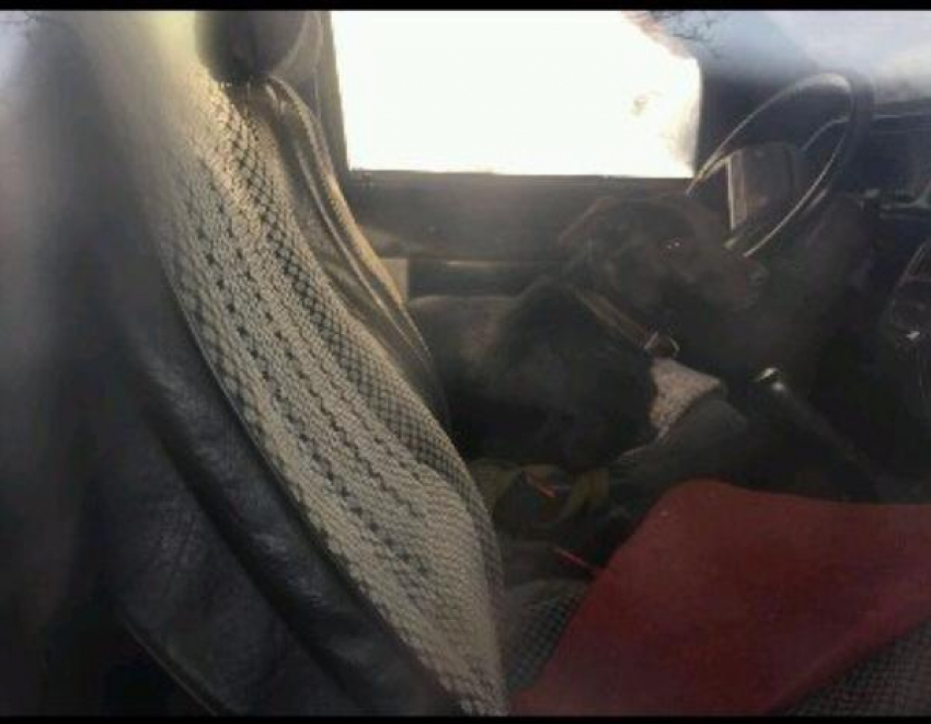 В Волжском хозяева поселили пса в холодной машине