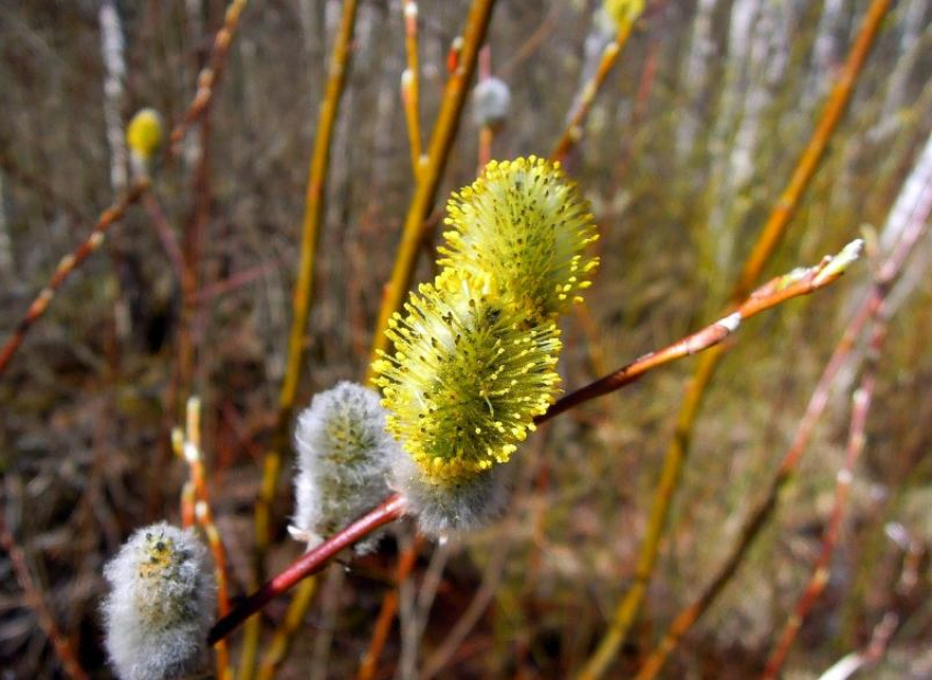 Вербное воскресенье будет прохладным