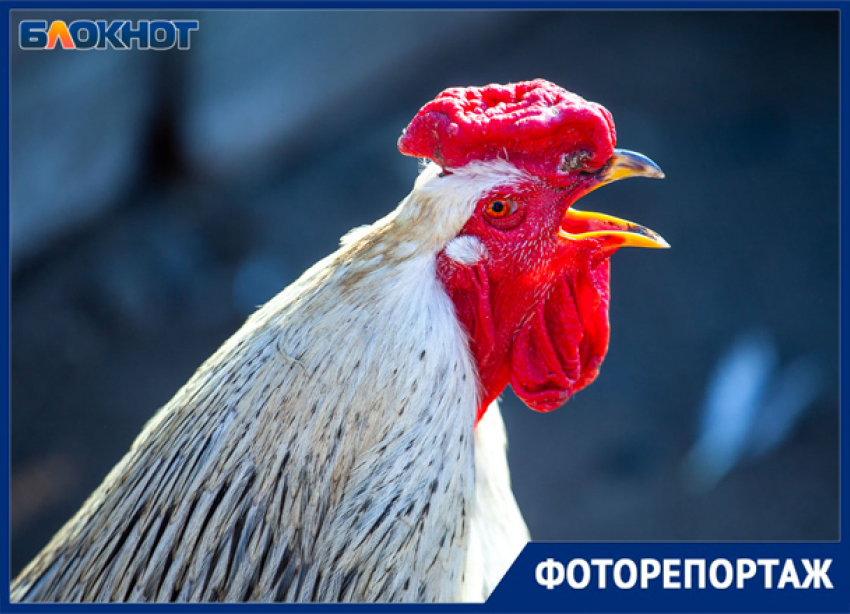 Петухи на улицах Волжского: праздник птиц в объективе фотографа