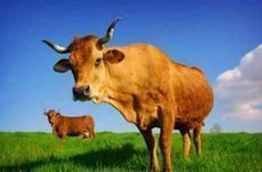 Под Волгоградом построят крупную молочную ферму