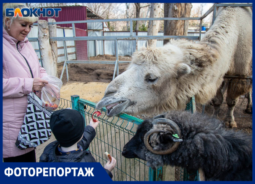 Волжский зоодворик рассказал о зимних буднях питомцев