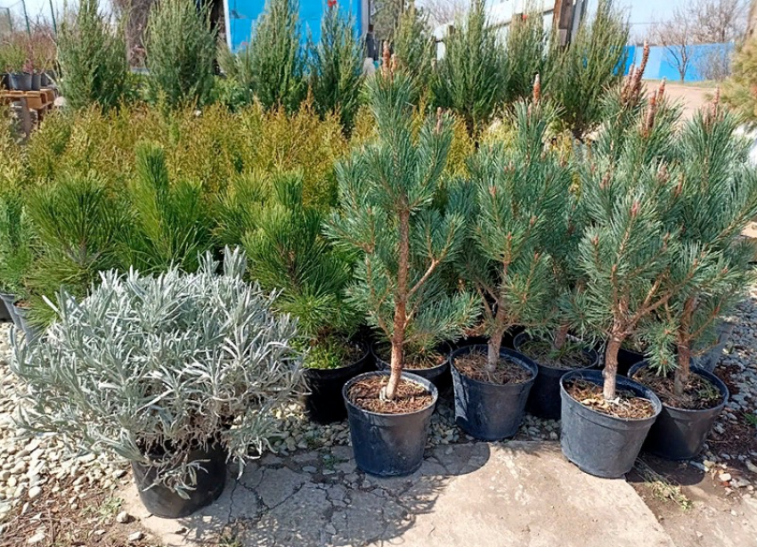 Отличные деревья и саженцы по приятной цене в питомнике «100 Роз»