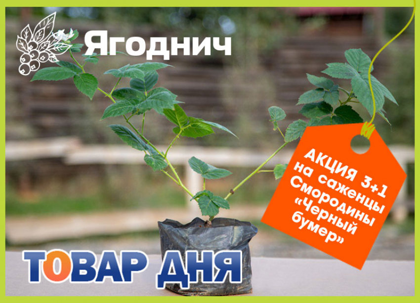 Товар дня! 3+1 на саженцы смородины в «Ягодниче»