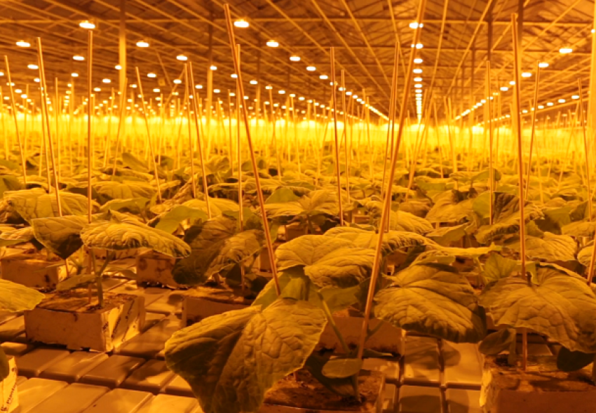 «Детский сад» для огурцов на 350 тысяч мест открылся под Волгоградом