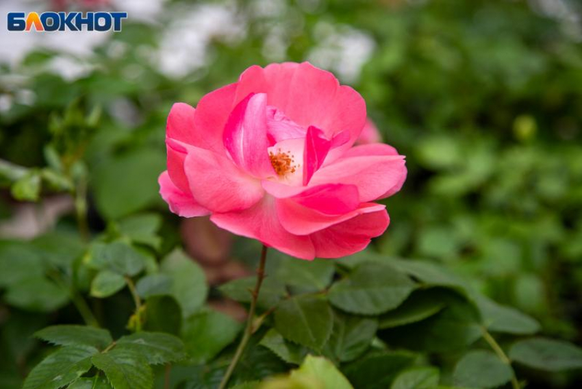 Сегодняшний день требует холодной головы: гороскоп на 23 апреля