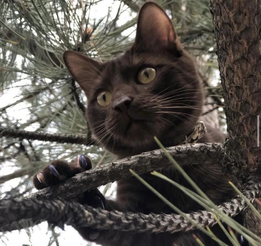 Мозг как у человека: редакция «Блокнот» познакомила волжан со своими любимцами и выяснила, как котики манипулируют нами с помощью звуков