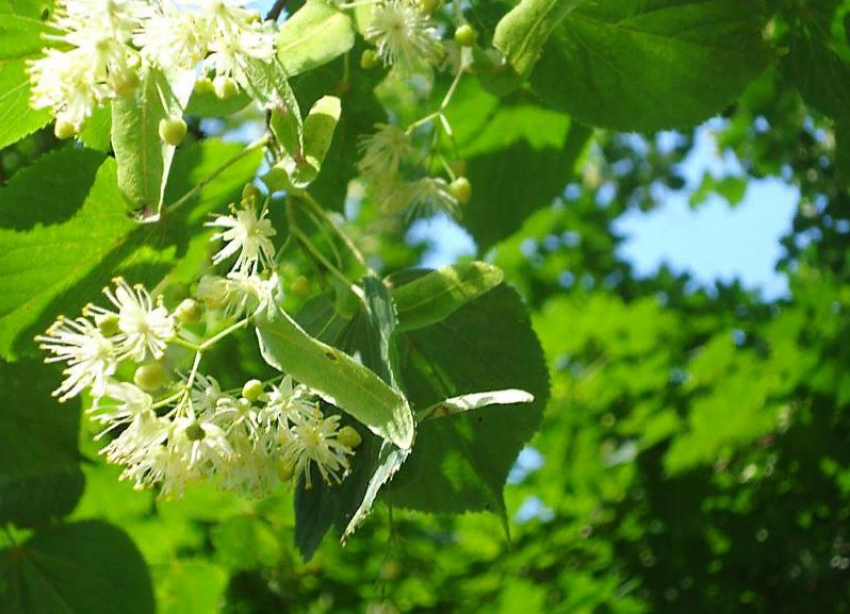 В Волжском у дворца творчества «Русинка» появилась аллея молодых лип