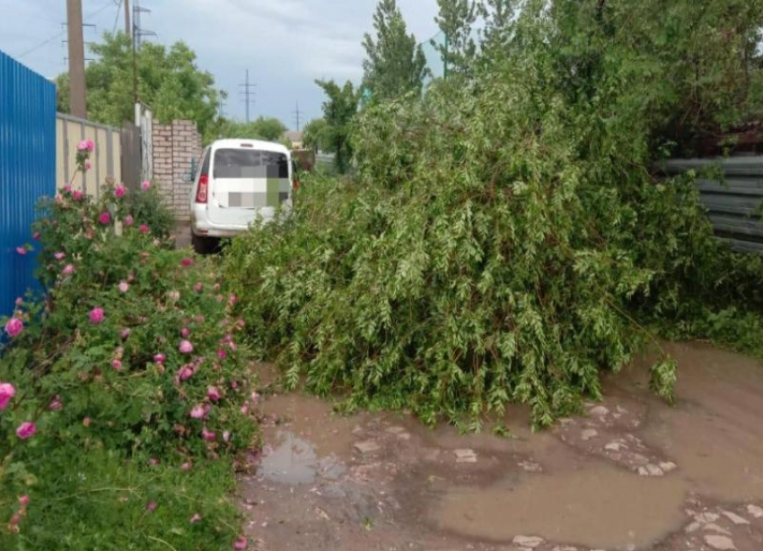 Дерево едва не рухнуло на машину: волжанка поделилась видео своей удачи