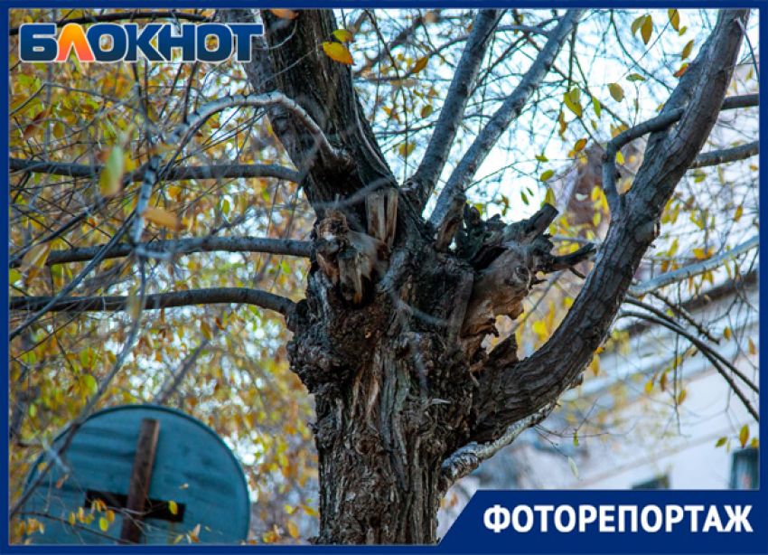 Странные деревья Волжского: почему они такие?