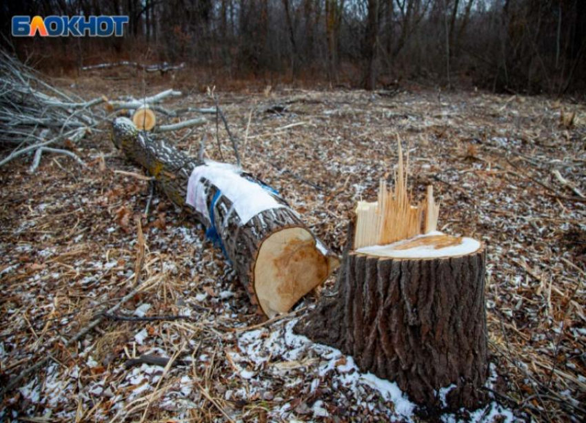 На 270 тысяч рублей оштрафован мужчина за выкорчевывание деревьев близ Волжского