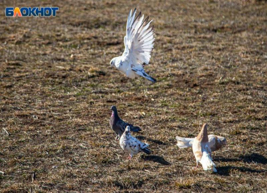 Солнечный день и теплый ветер ждут волжан в воскресенье: прогноз погоды