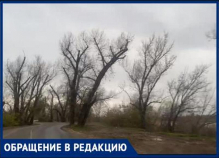 «А вдоль дороги деревья мертвые стоят и тишина», - волжанка рассказала о недостатках отремонтированного проезда