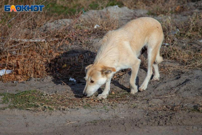 «Собачек очень жаль»: большинство волжан ответственно относятся к животным