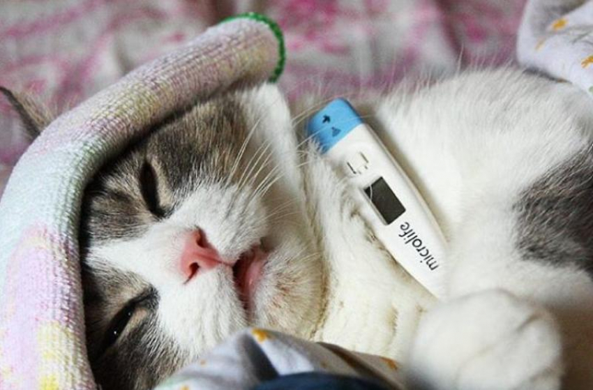 Главное о COVID-19 в Волгоградской области на 23 июня