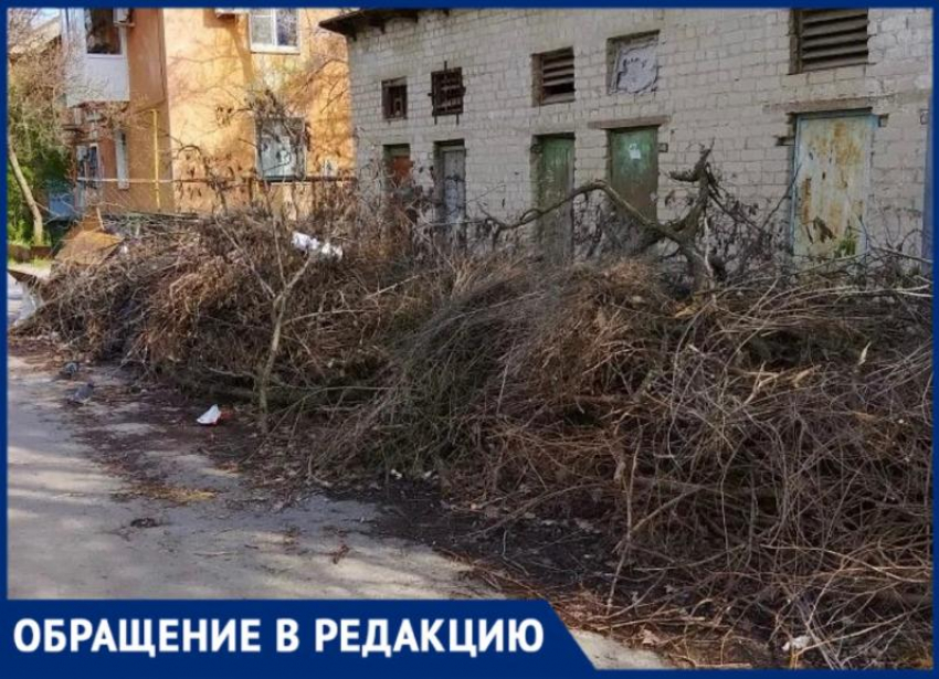 Новогодние елки и не только гниют у контейнера в Волжском