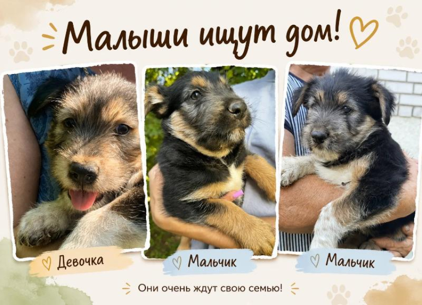 Остались без мамы. Трое щенков ищут дом 