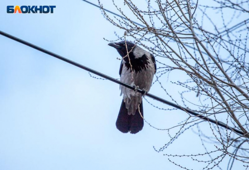 В среду волжане будут считать ворон под дождем: прогноз погоды