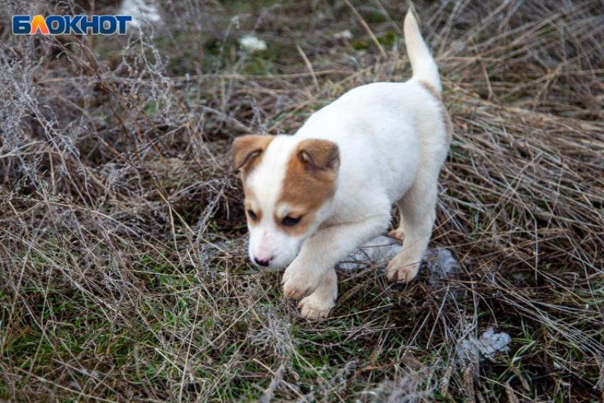 В Волжском возбудят уголовное дело из‑за агрессивных безнадзорных собак