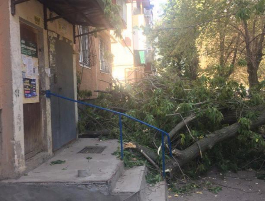 Огромные ветки дерева рухнули на подъезд жилого дома в Волжском