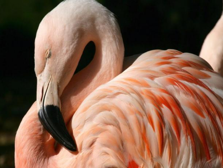 Сотрудники парка «Волго-Ахтубинская пойма» разыскивают розового фламинго