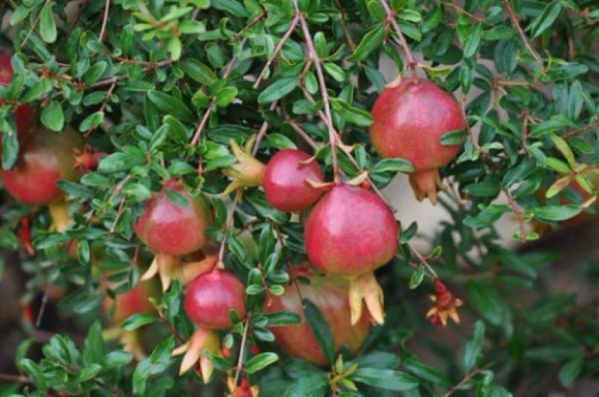 Рекордный урожай «пунических яблок» вырастили в Волжском  