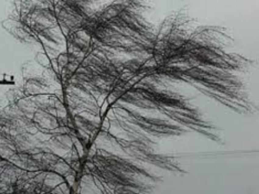 Порывы сильного ветра пообещали волжанам в маленькую пятницу