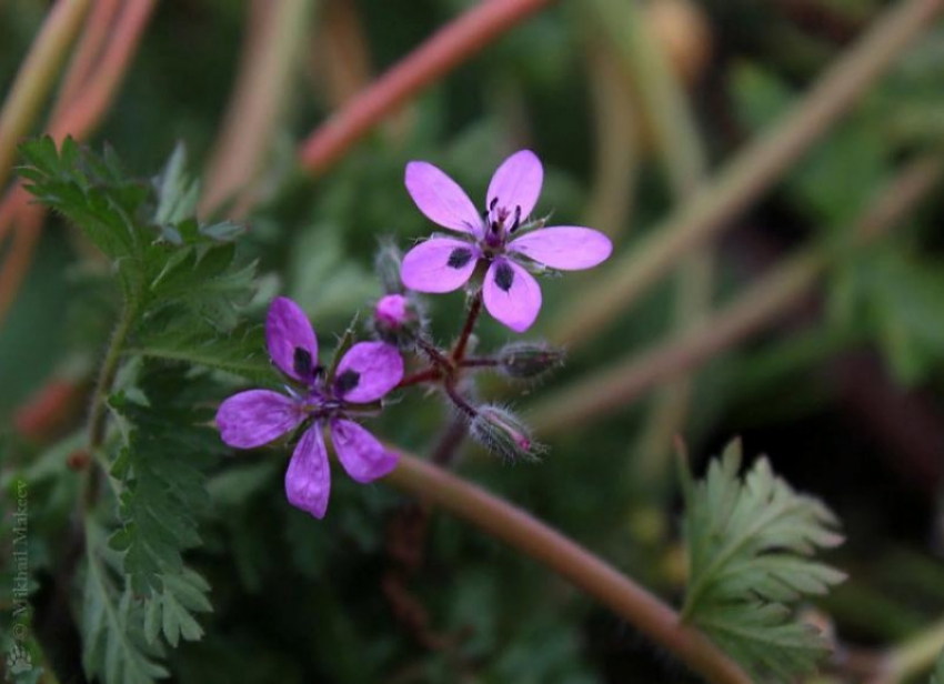 Где в Волжском встретить аистник обыкновенный и способен ли он навредить человеку