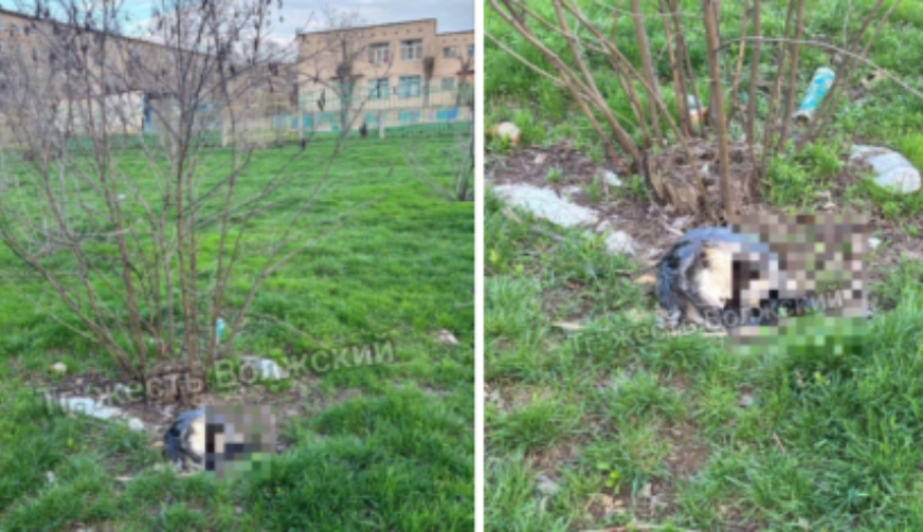 Во дворе дома в Волжском обнаружены тела шести животных в мусорных мешках