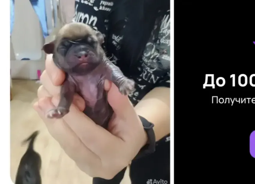 В Волжском новорожденных щенков пытались раздать сразу после рождения