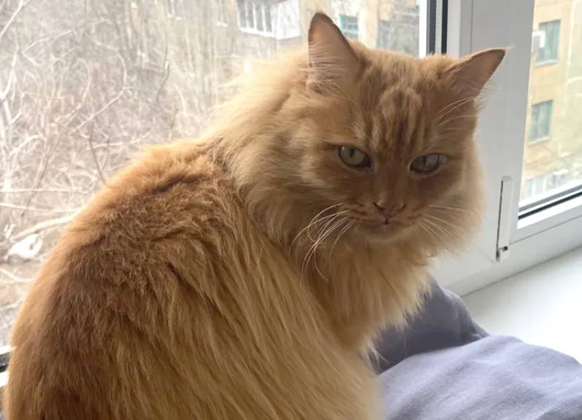 Помогите найти. В 40-м квартале пропал ярко-рыжий кот Гаврюша