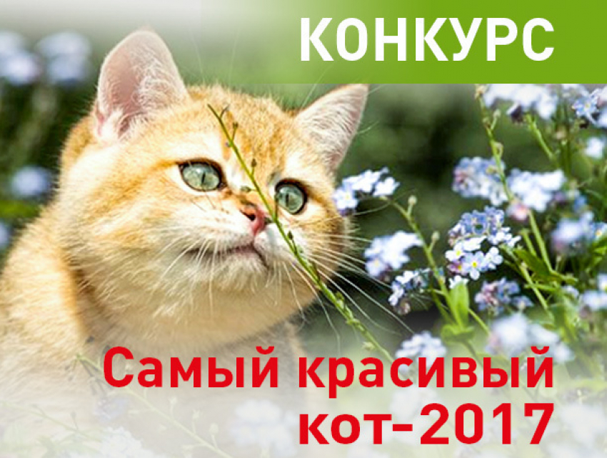 Конкурс «Самый красивый кот-2017» стартует на сайте «Блокнота Волжского» 