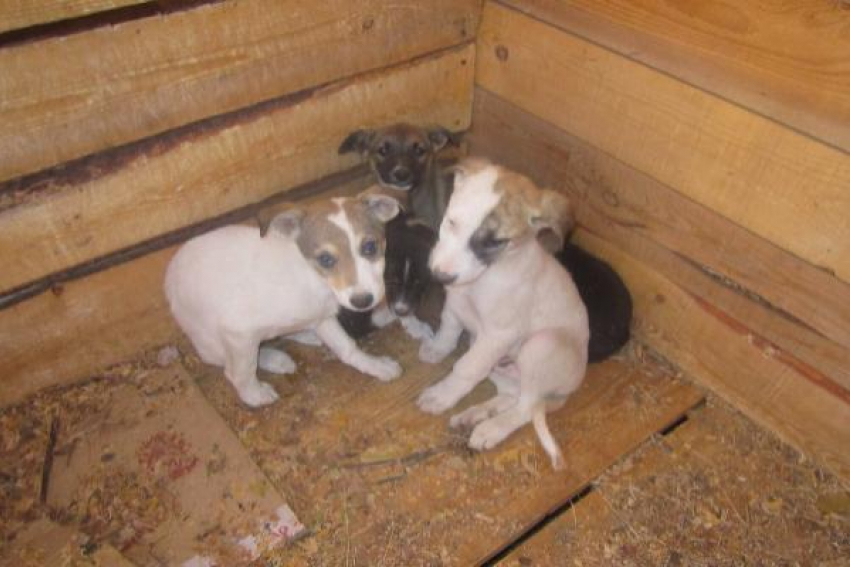 В Волжском просят спасти щенков от усыпления