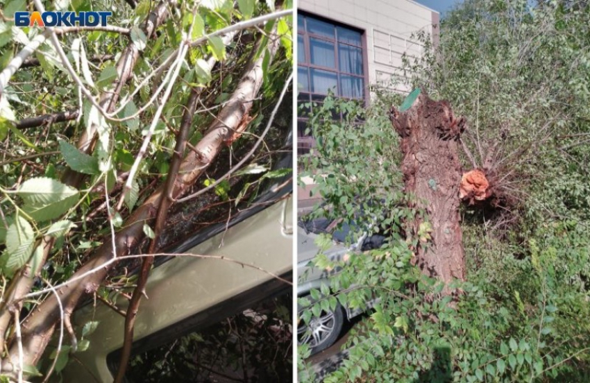 Дерево рухнуло на машину в Волжском: видео