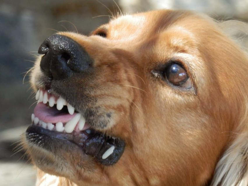 Бездомная собака с биркой напала на волжанку в 31 микрорайоне