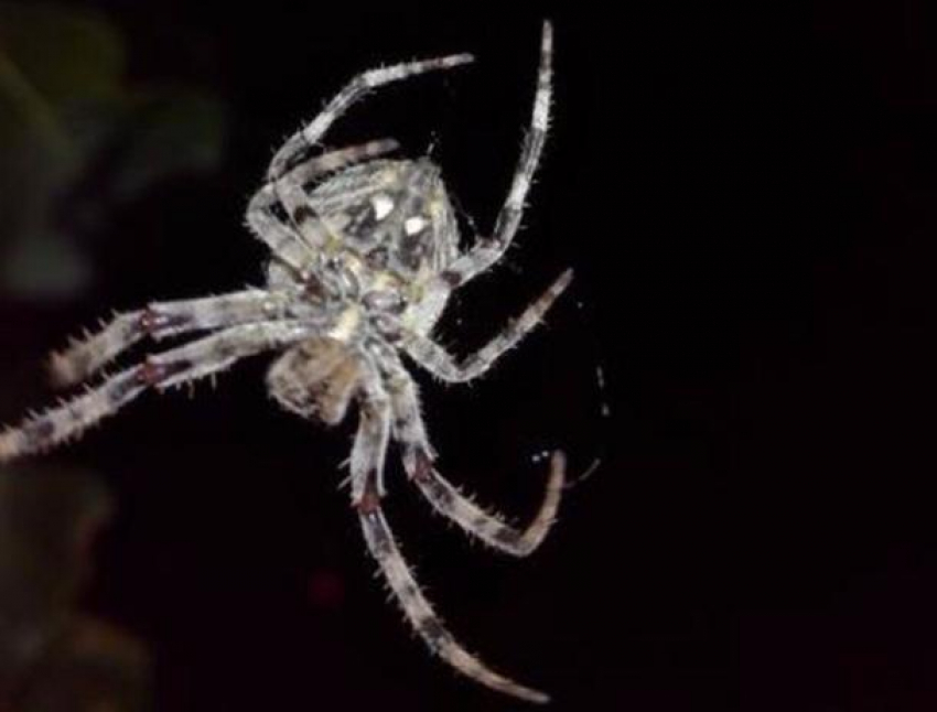 Неизведанный паук попал в объектив камеры в Ленинском районе