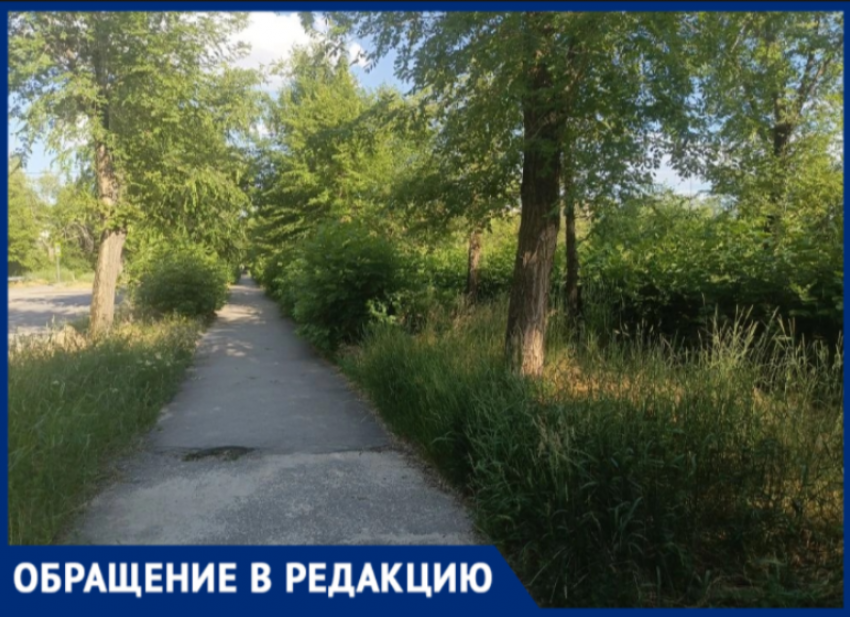 В Волжском дети буквально теряются в траве возле школы № 13
