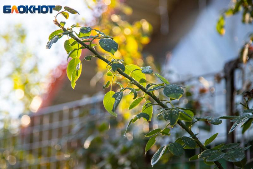 Осенние зяби: приметы, традиции и запреты дня Иоанна Златоуста