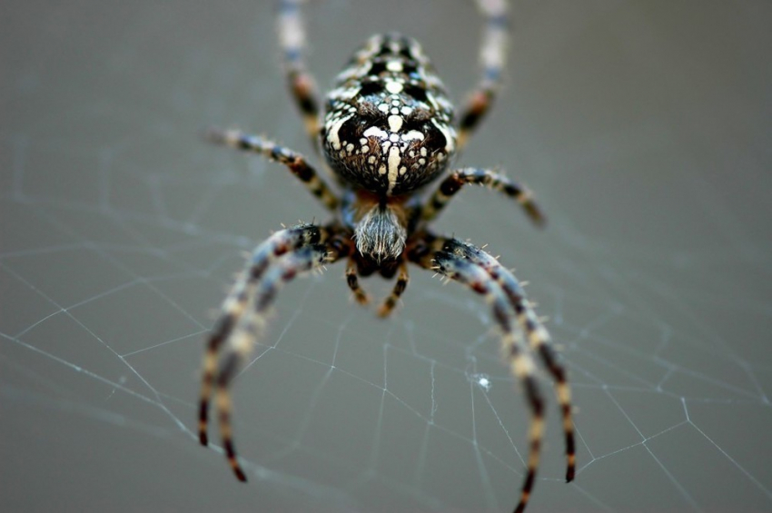 Под Волгоградом в ловушки попали 500 пауков 30 видов