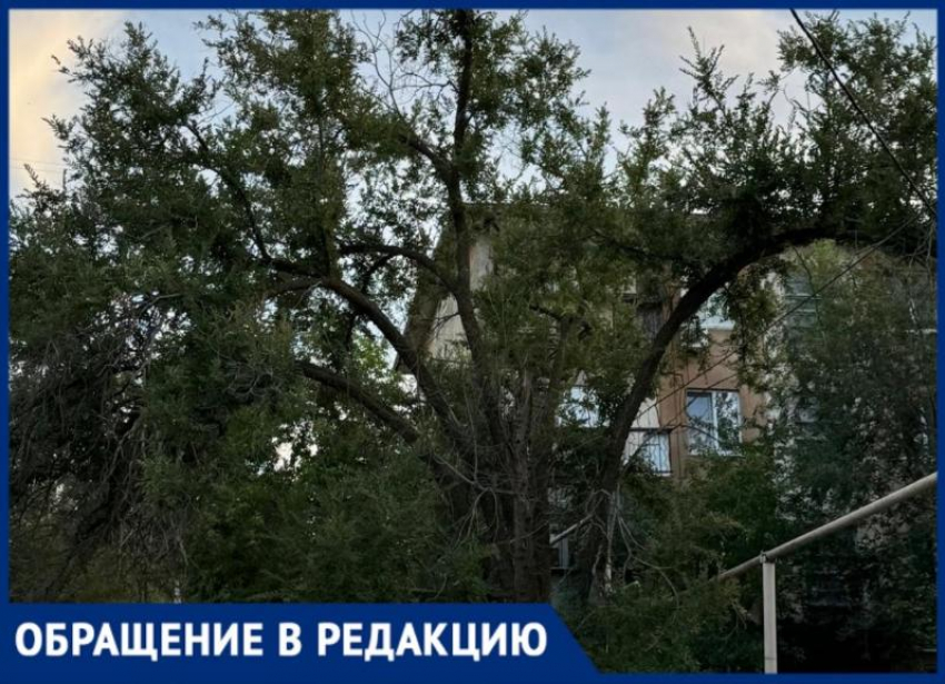 В Волжском активные жители не могут добиться спила опасного дерева у детской площадки