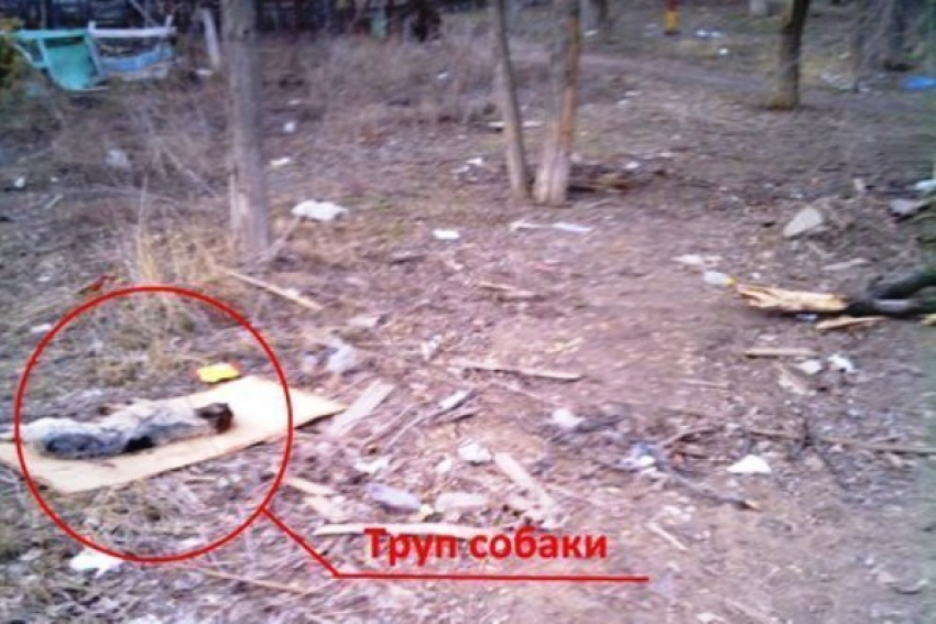 В Волгограде на детской площадке больше месяца лежит труп собаки