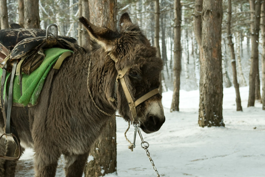 Погода в Волжском заставит грустить не только осликов