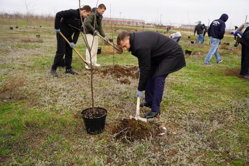 В Волжском в парке «Солнечный» появились 50 саженцев виргинской черемухи