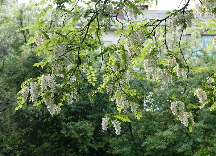 Robinia pseudoacacia рисунок