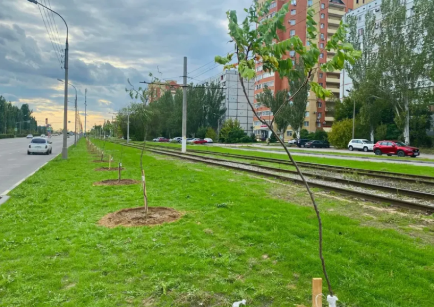В Волжском осенью высадят около 7,5 тысячи деревьев и кустарников