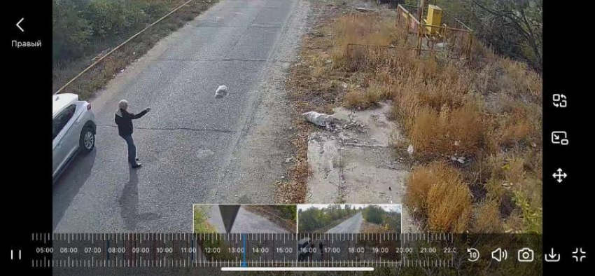 Свинство под прицелом видеокамер: в волжском СНТ стыдят тех, кто превращает свою землю в помойку