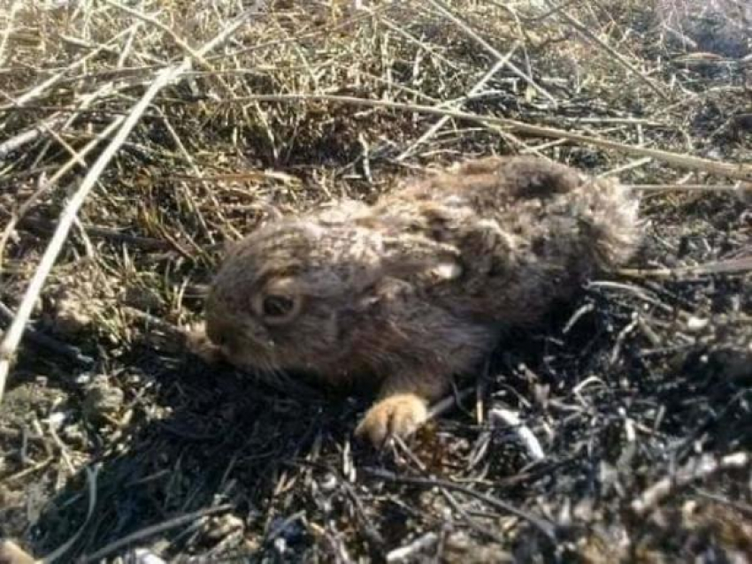 В Ленинской пойме от пожаров гибнут животные