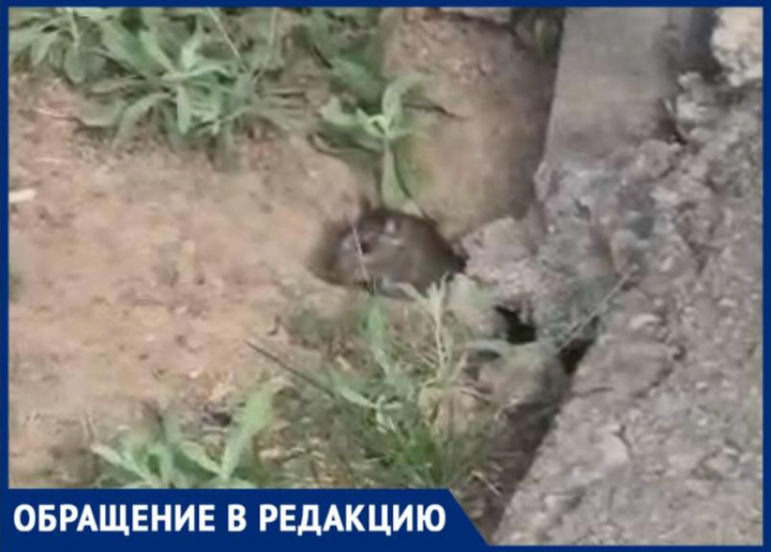 Крысы заполонили 32 микрорайон в Волжском: видео
